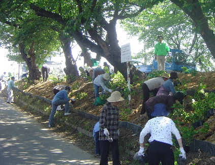 あじさい街道の写真