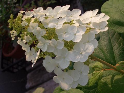 紫陽花 アジサイ 大垣市公式ホームページ 水の都おおがき