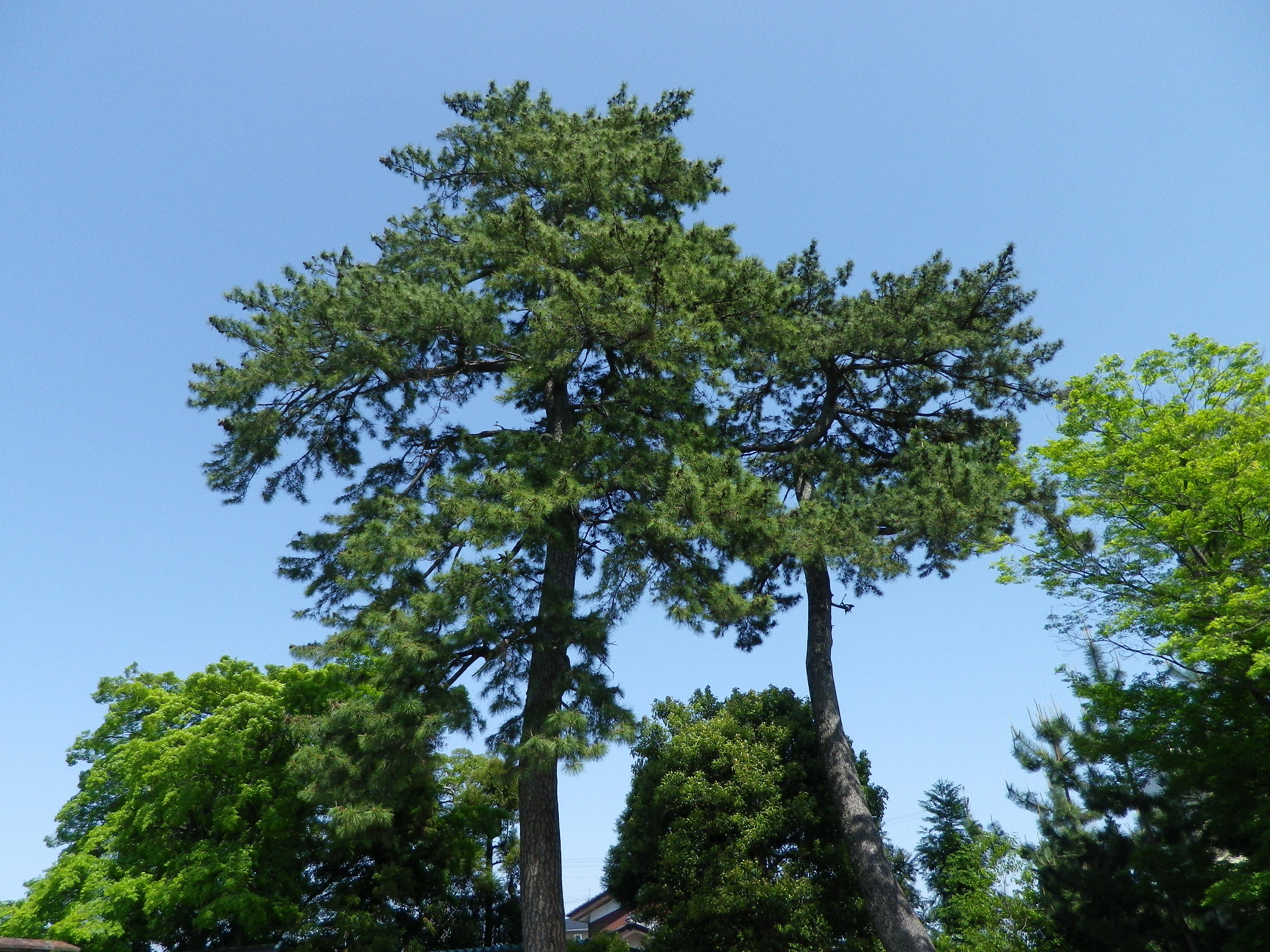 楽田町八幡神社の夫婦松