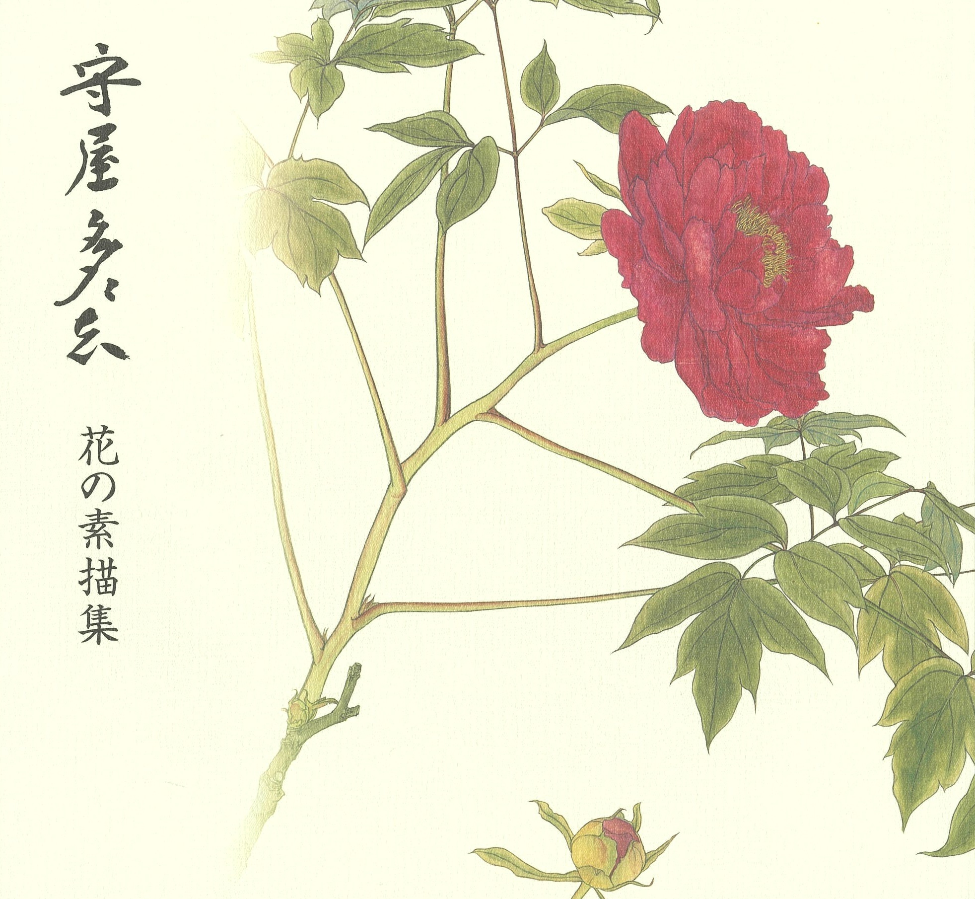 花の素描集