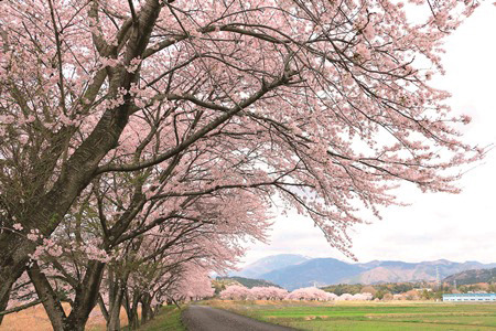 藤古川堤防の桜
