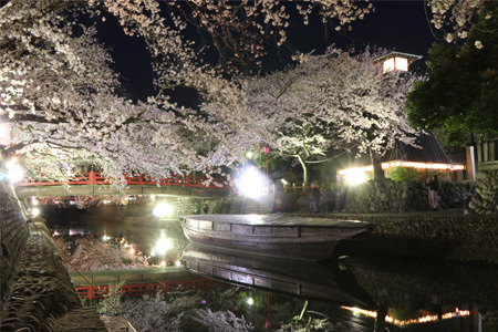 水面に映る桜が幻想的写真