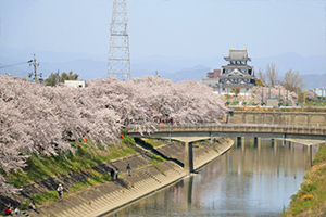墨俣一夜城・犀川堤の桜の写真