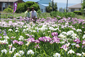 曽根城公園の花しょうぶの写真