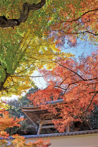 円興寺の紅葉の写真