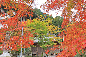 長彦神社の紅葉の写真