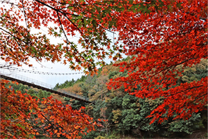 多良峡の紅葉の写真