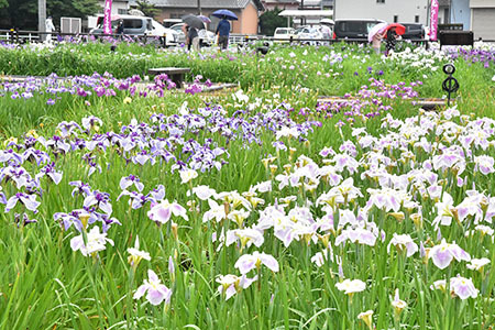 曽根城公園に咲き誇る色とりどりのハナショウブ