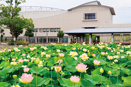 武道館東花ハス池