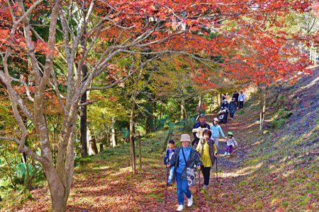 紅葉を眺めながらウォーキングの写真