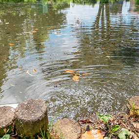 曽根城公園(曽根町)の写真