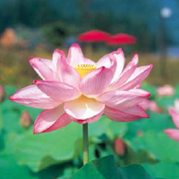 花はすの写真