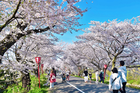 すのまた桜まつり