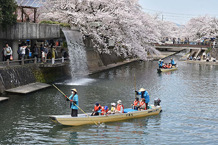 水門川沿いに咲く満開の桜を眺めながら舟下り