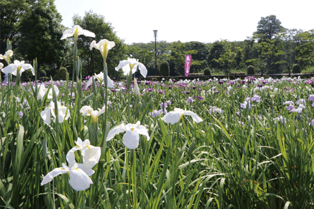 曽根城公園花しょうぶ