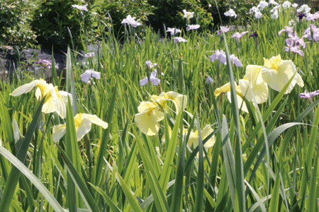 曽根城公園の花しょうぶ