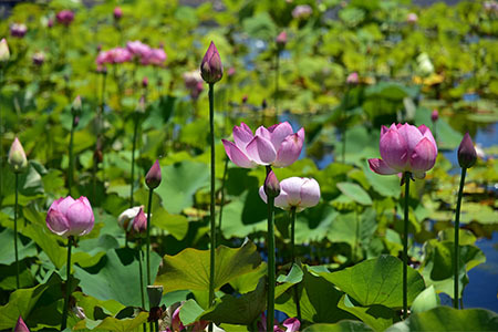 南側の池では小ぶりなハスの花も楽しめる
