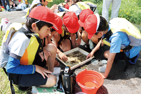 捕まえた生き物について調べる