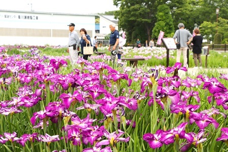 曽根城公園花しょうぶ祭