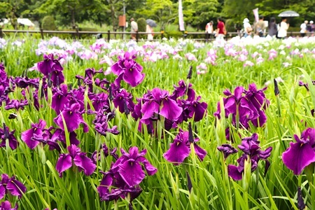 菖蒲池で咲き誇るハナショウブ