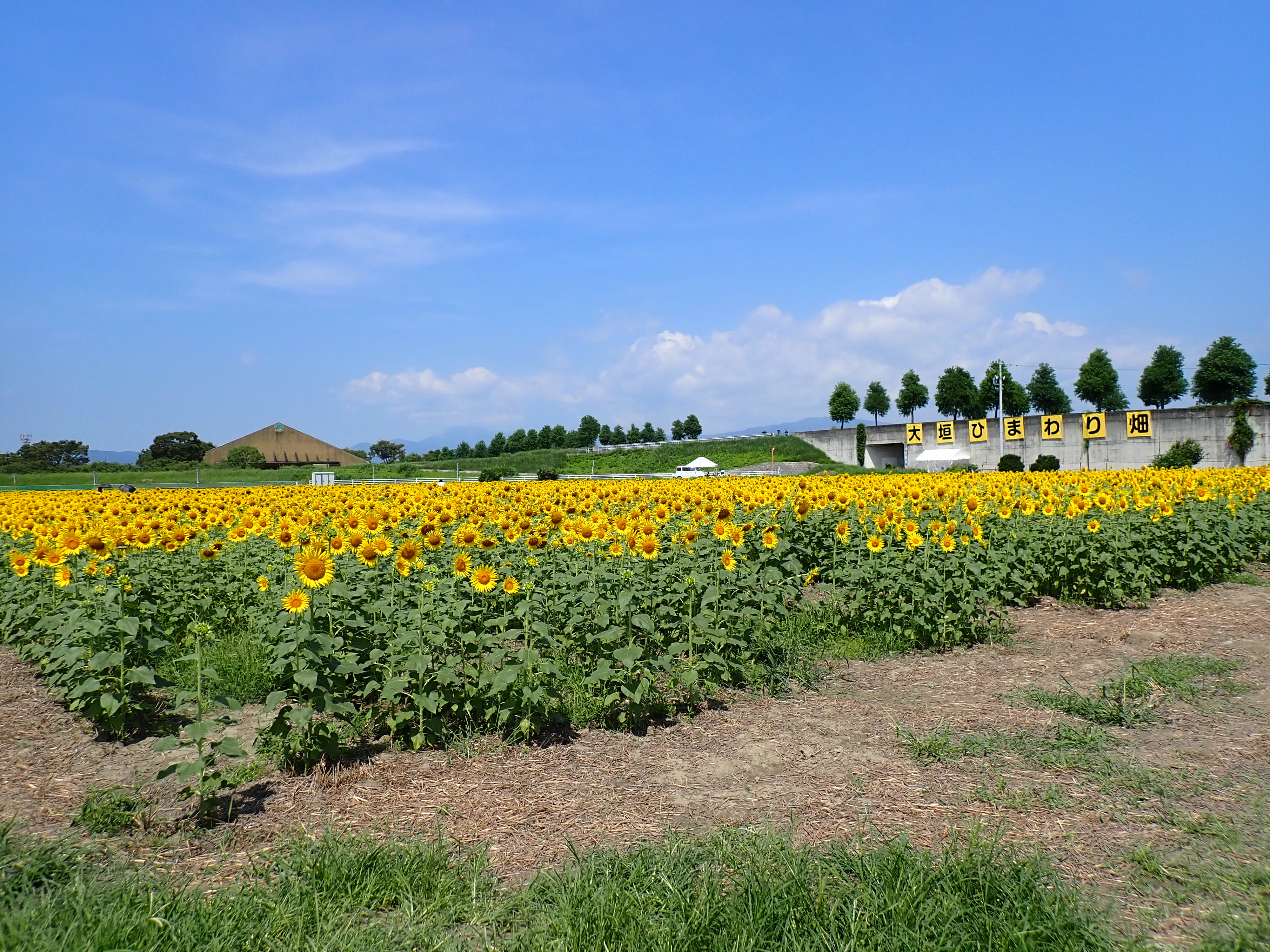 8月15日（金）ひまわり畑の様子