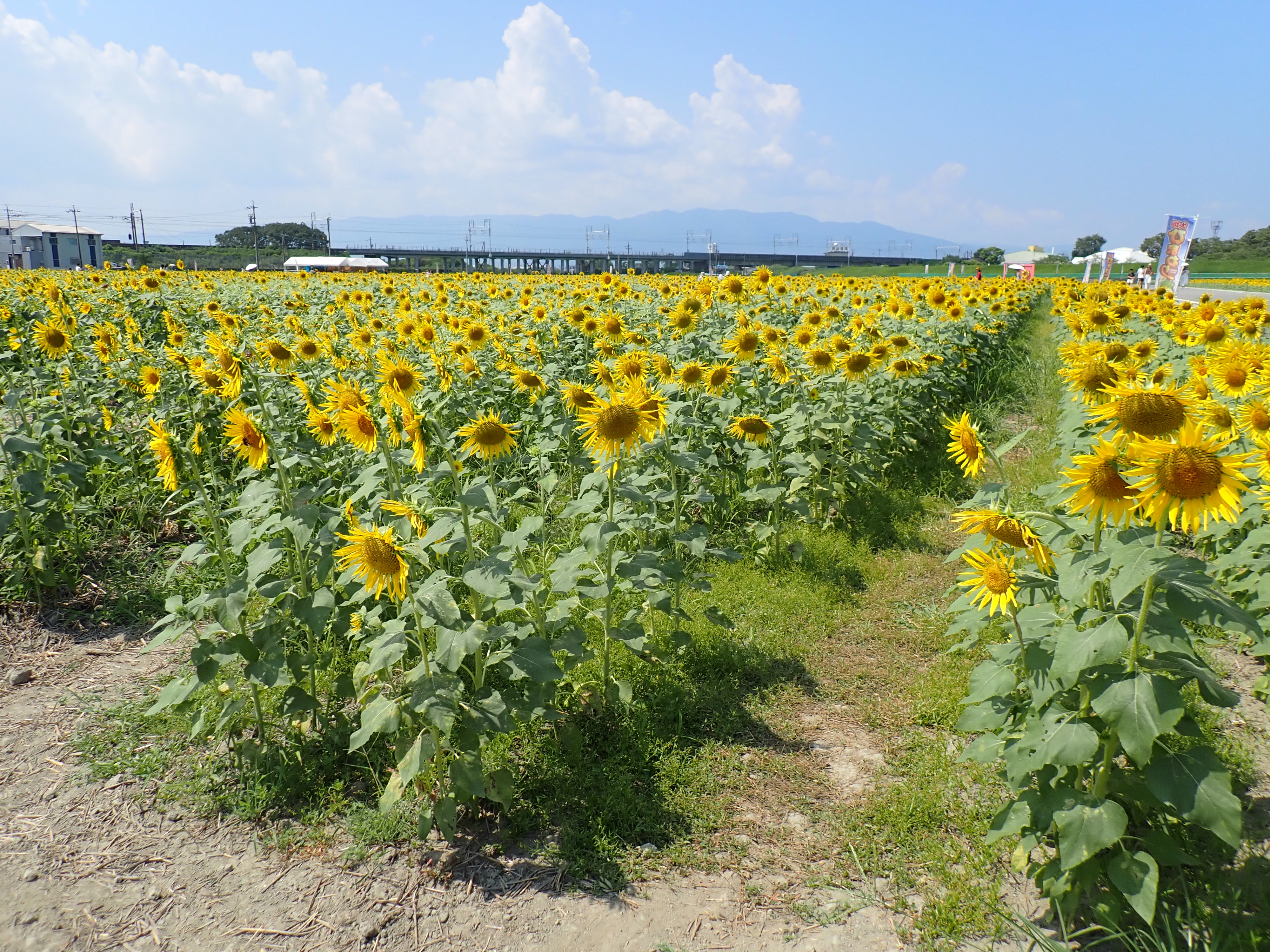 8月21日（木）ひまわり畑の様子