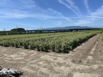 8月18日（月）ひまわり畑の様子
