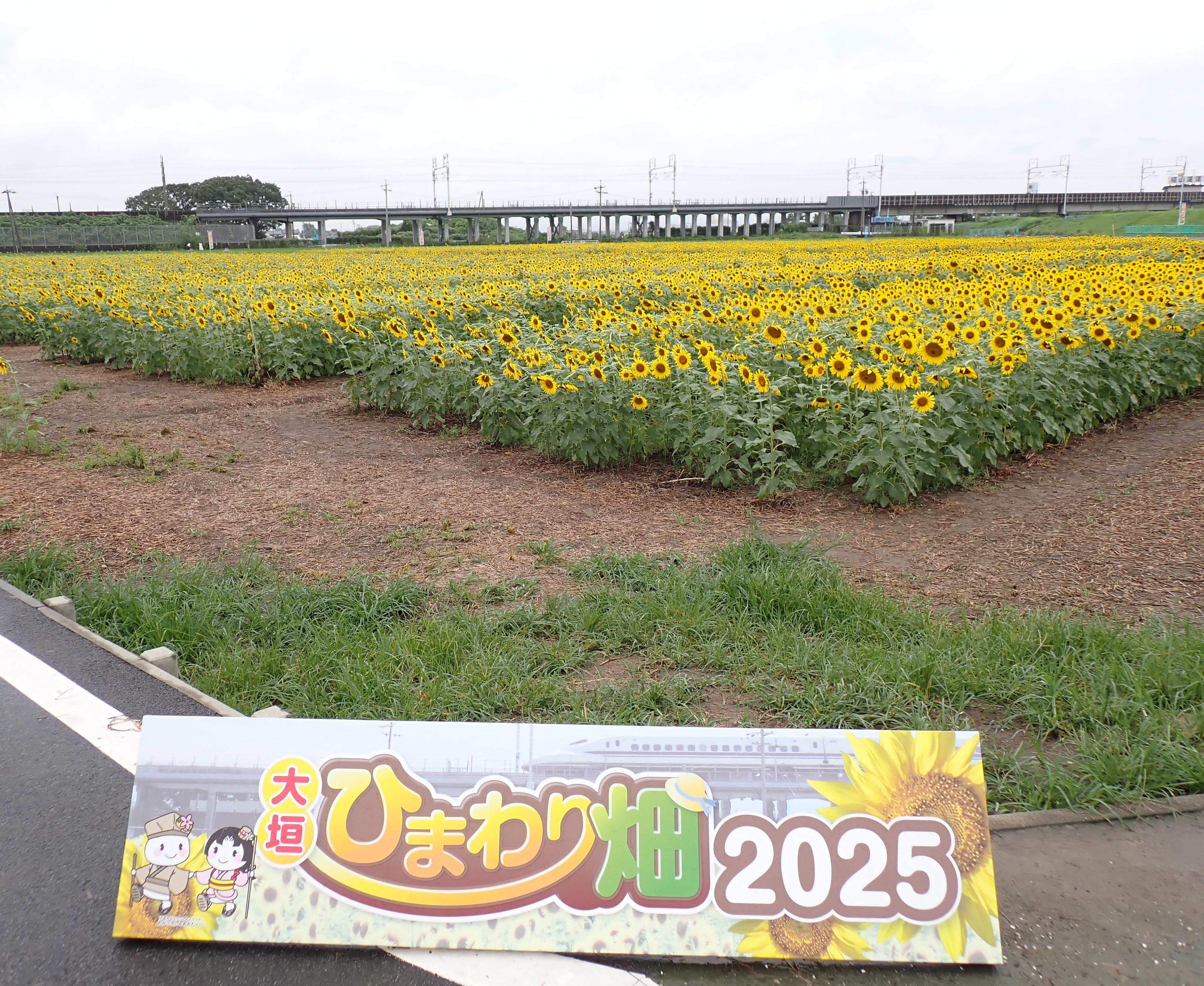 8月12日（火）ひまわり畑の様子