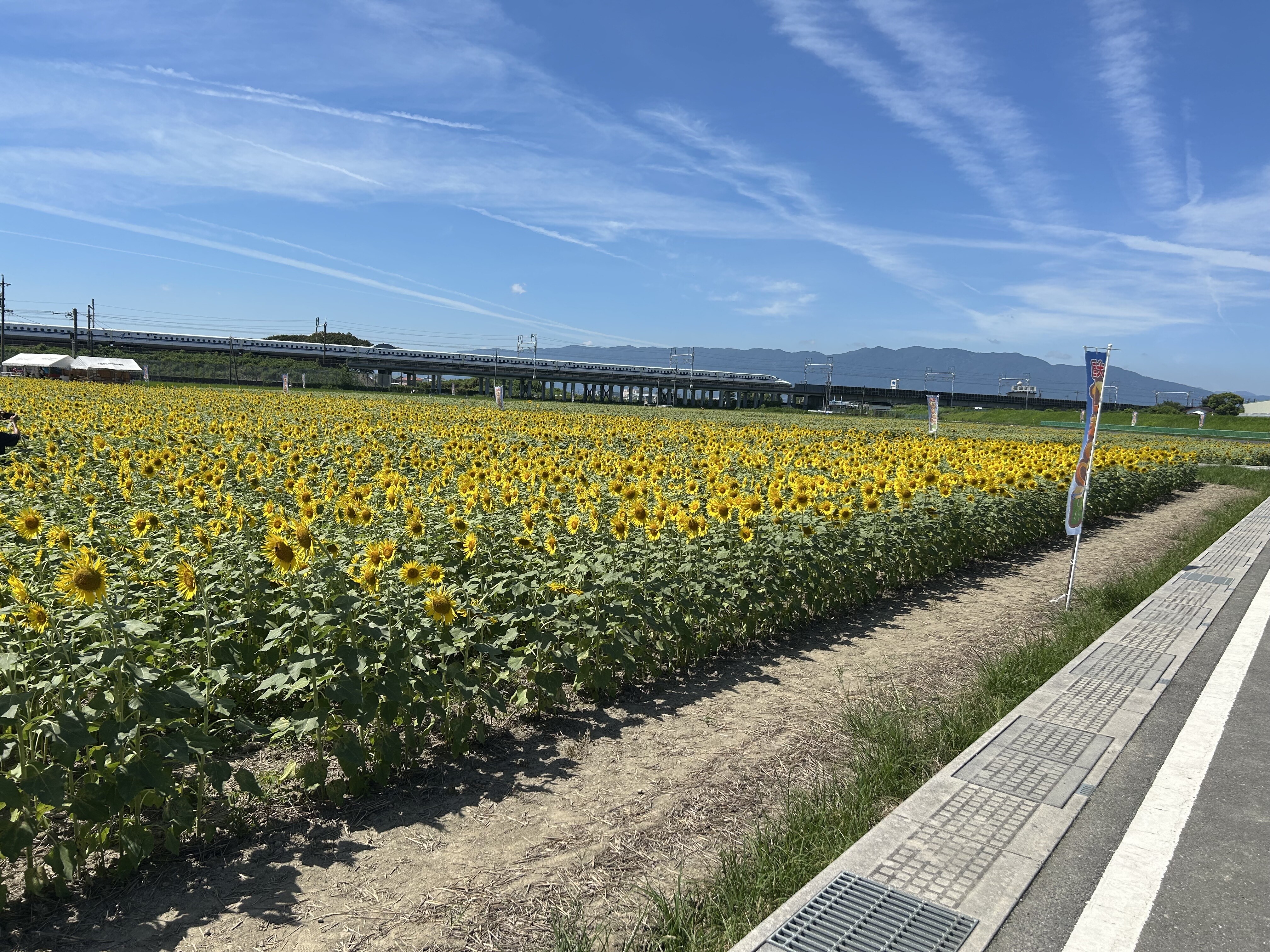 8月18日（月）ひまわり畑の様子