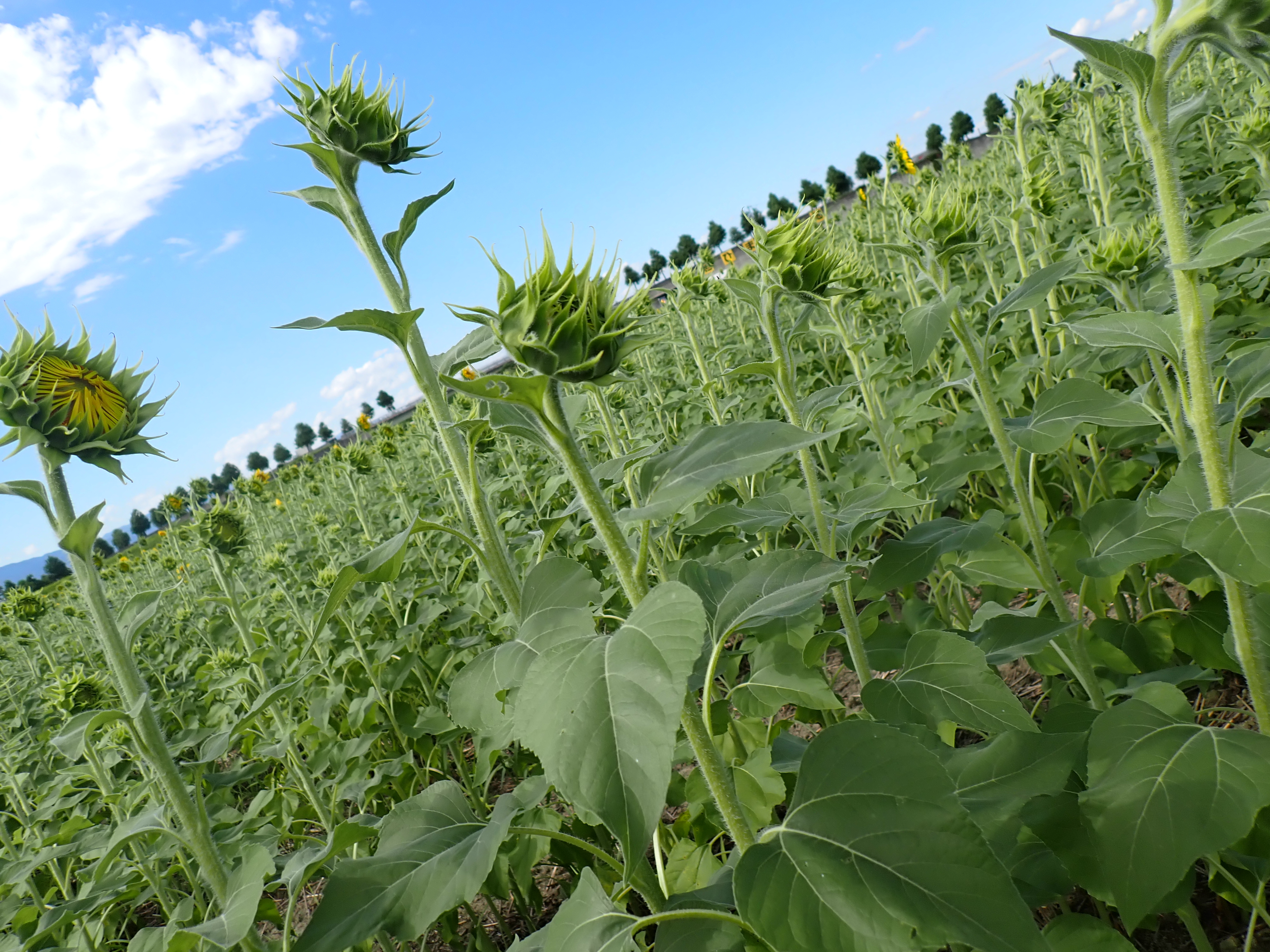 8月8日（金）ひまわり畑の様子
