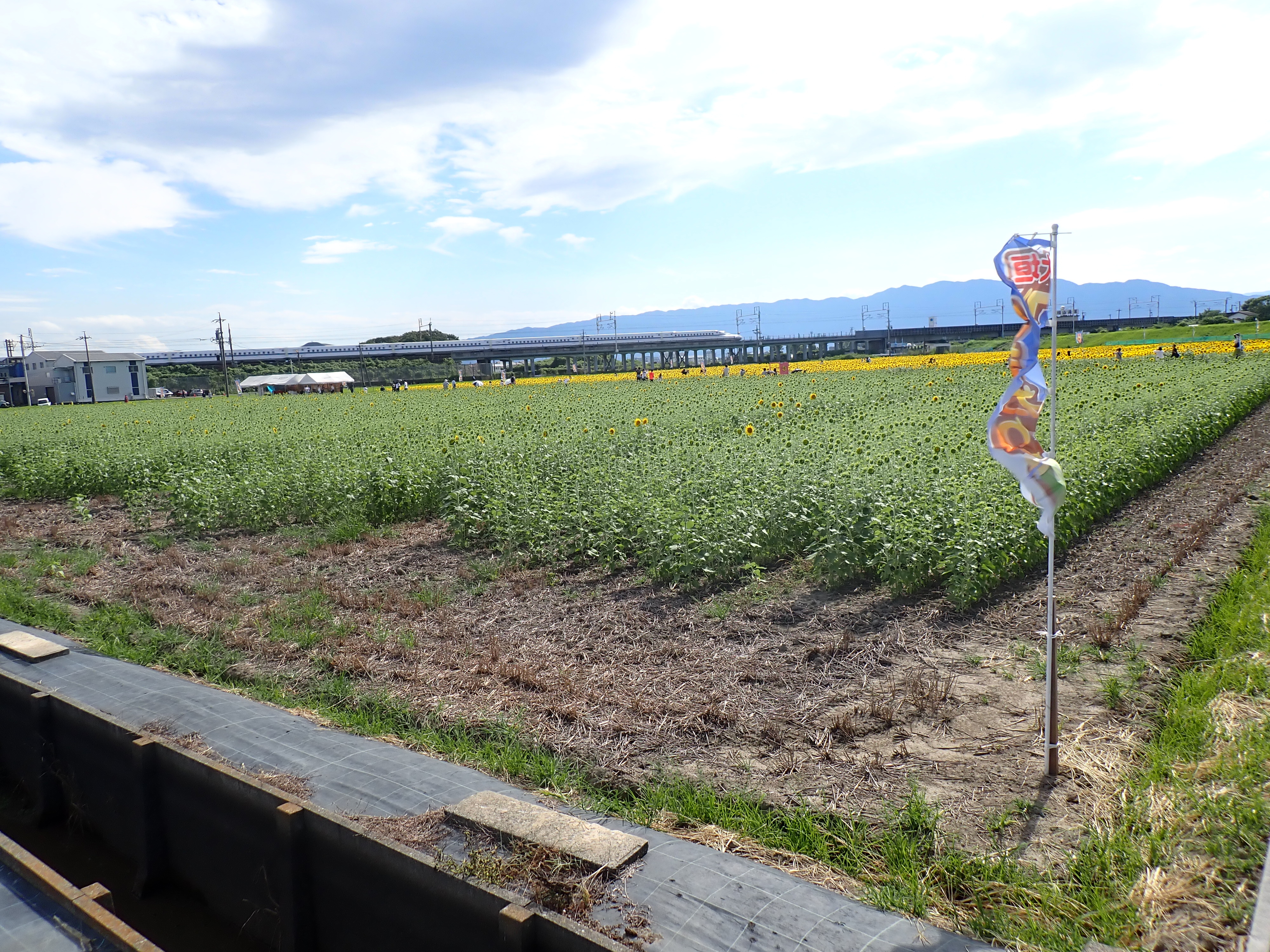 8月8日（金）ひまわり畑の様子