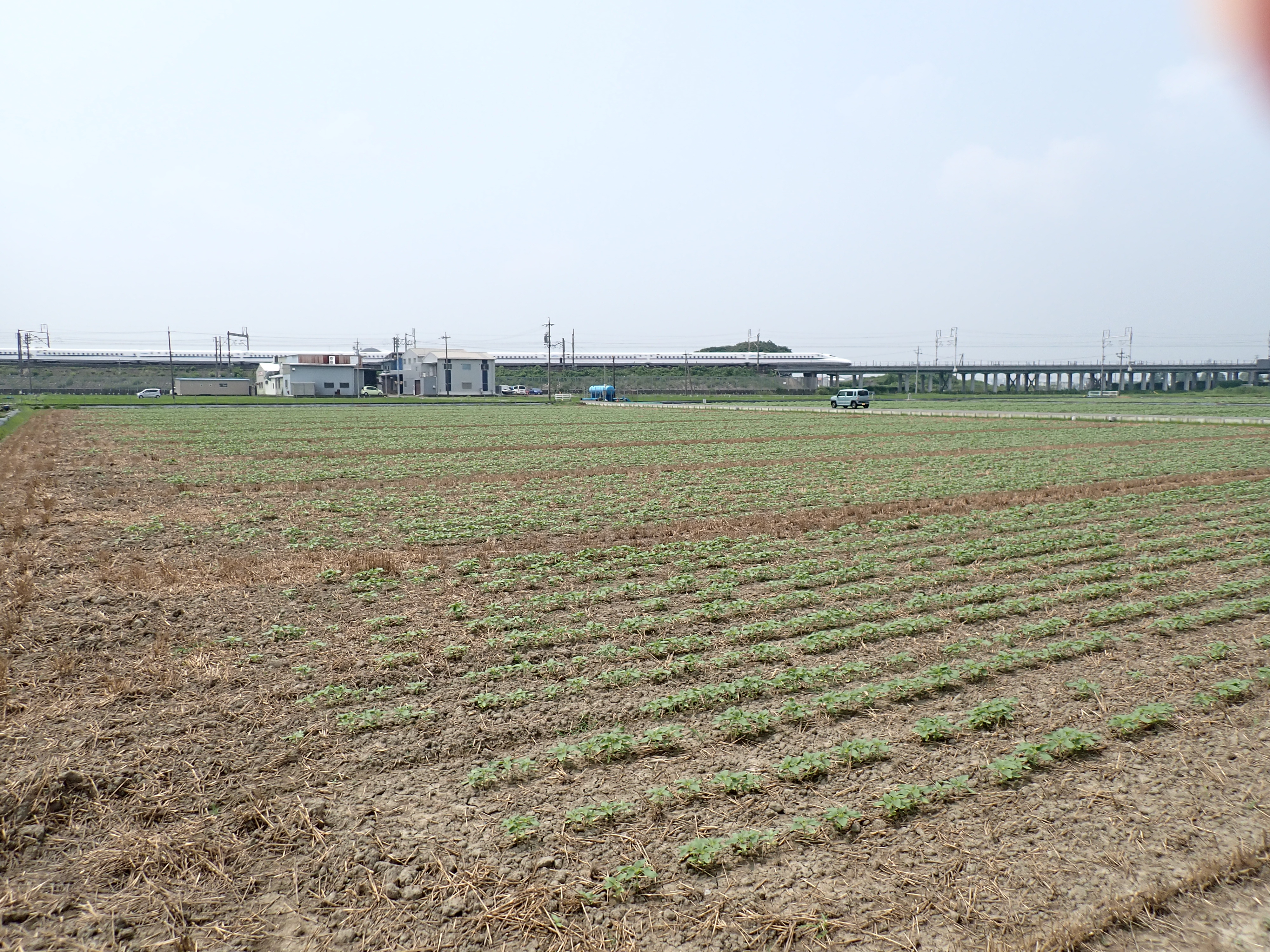 7月9日（火）ひまわり畑の様子