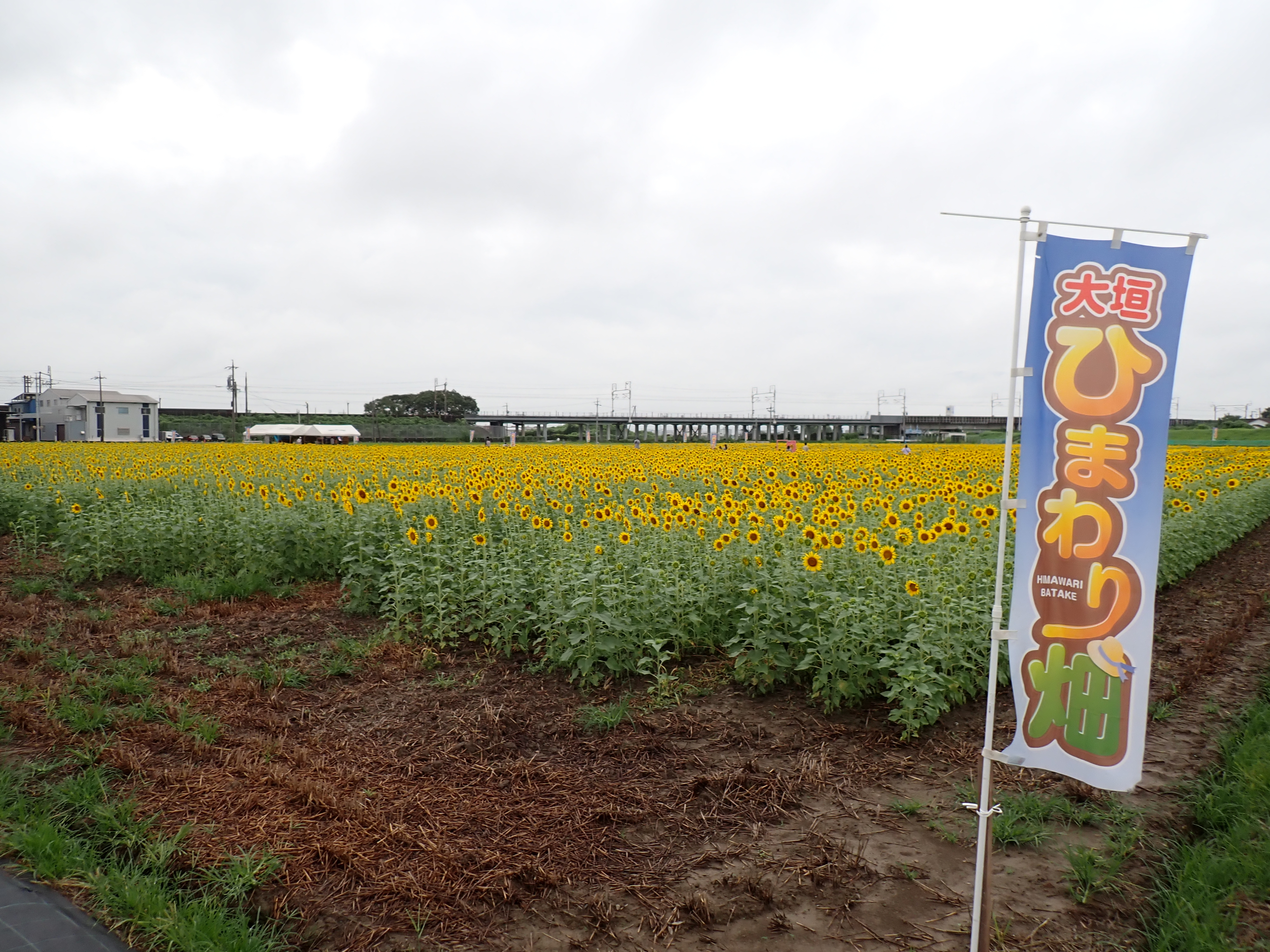 8月12日（火）ひまわり畑の様子