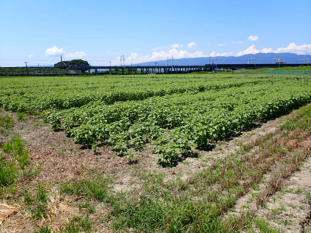 7月24日（木）ひまわり畑の様子