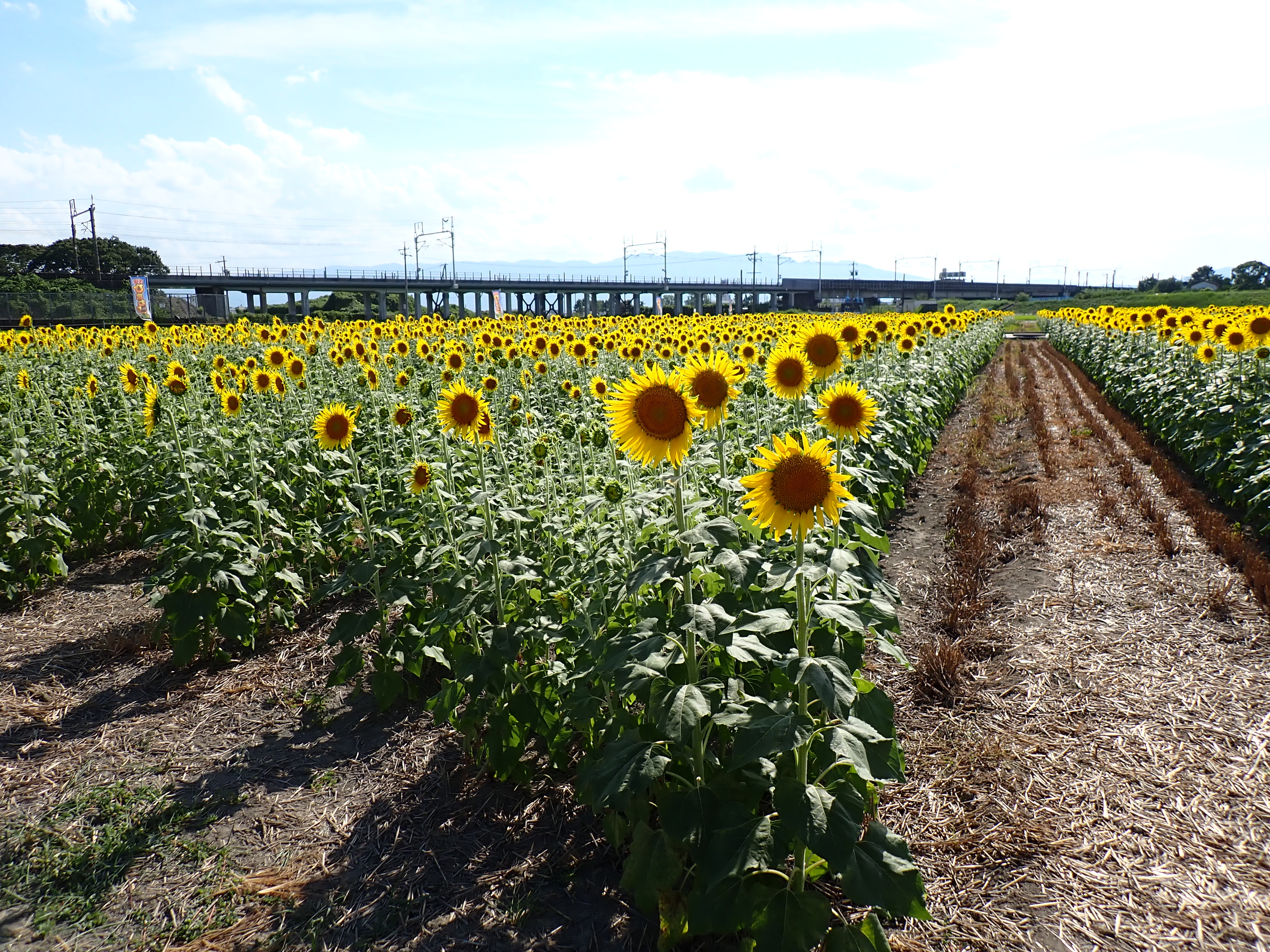 8月6日（水）ひまわり畑の様子