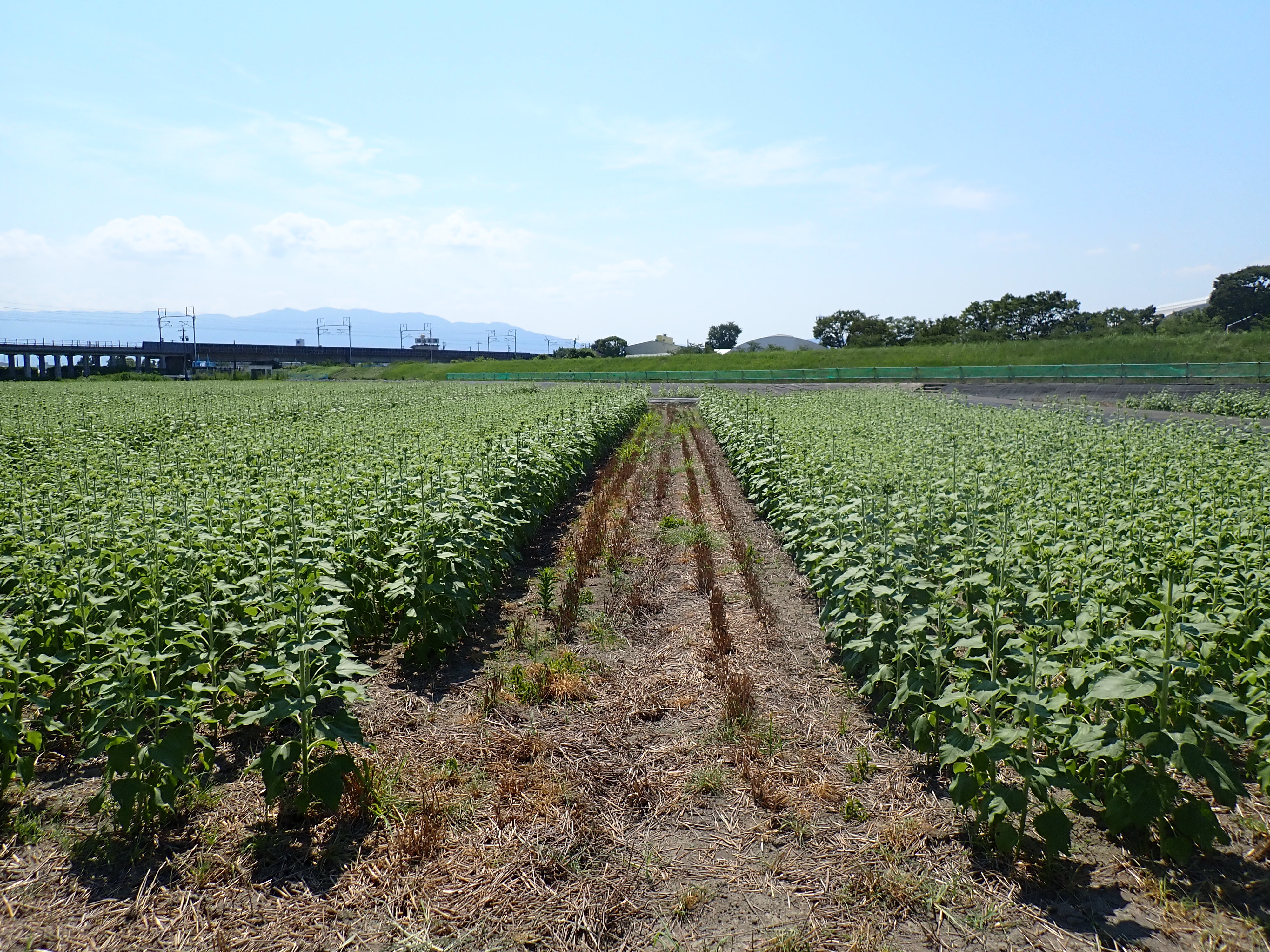 7月30日（水）ひまわり畑の様子