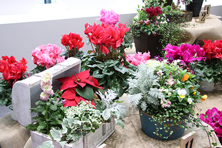 赤やピンクなど色鮮やかな季節の花