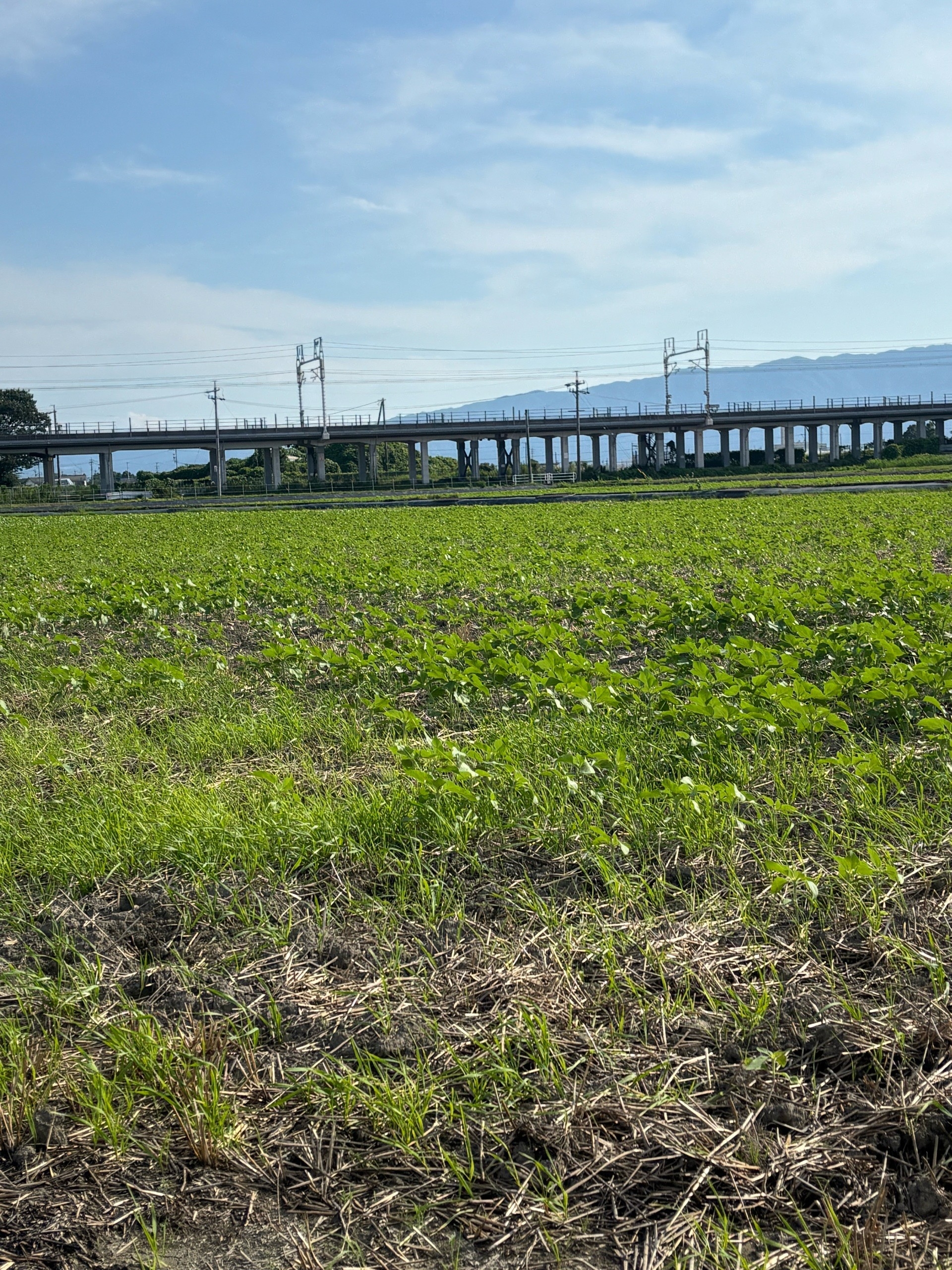 7月3日（金）ひまわり畑の様子