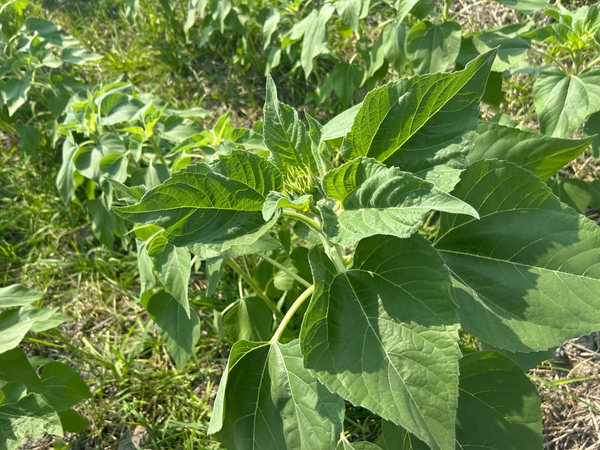 7月22日(水)ひまわり畑の様子