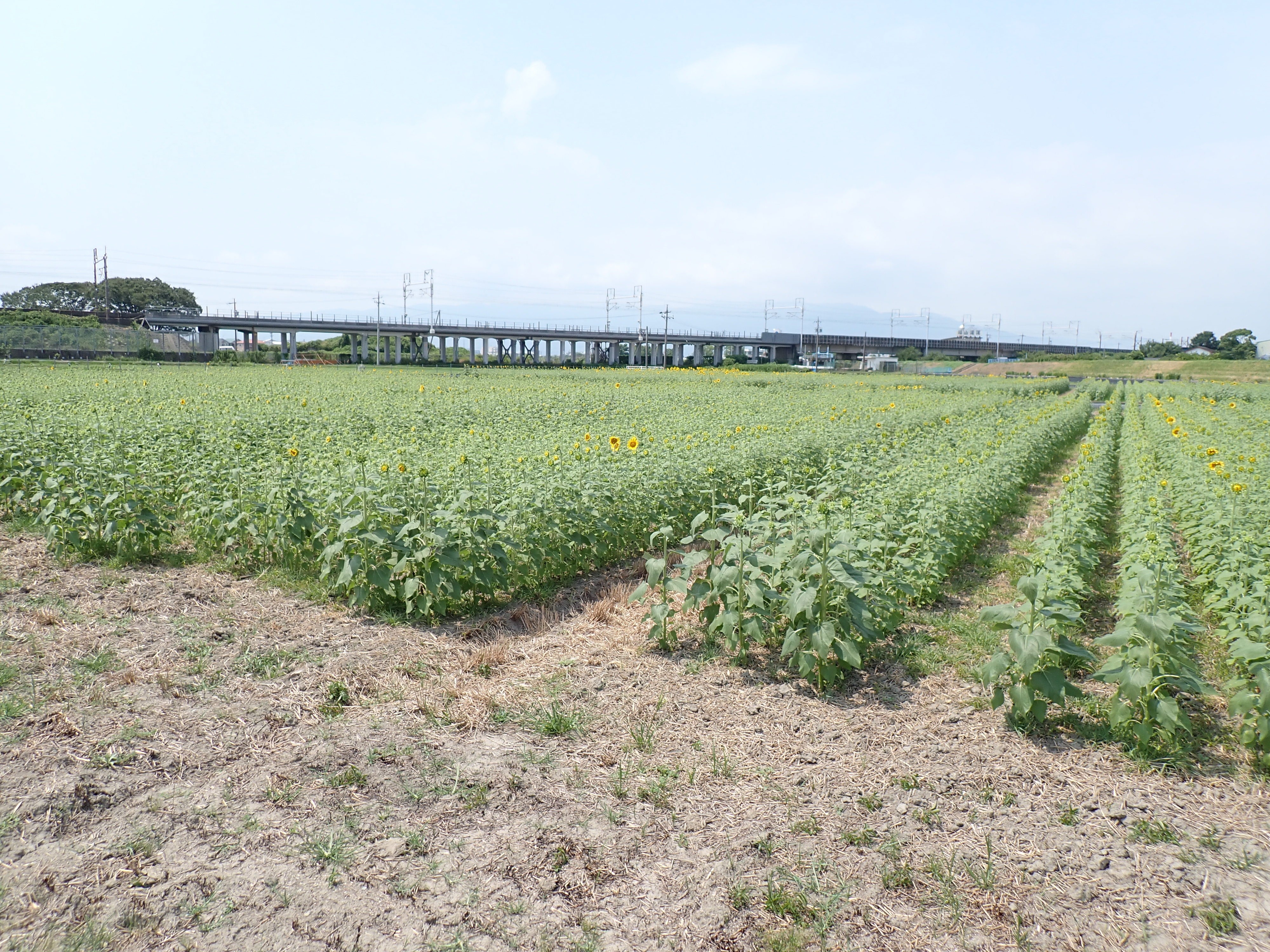 8月3日（月）ひまわり畑の様子