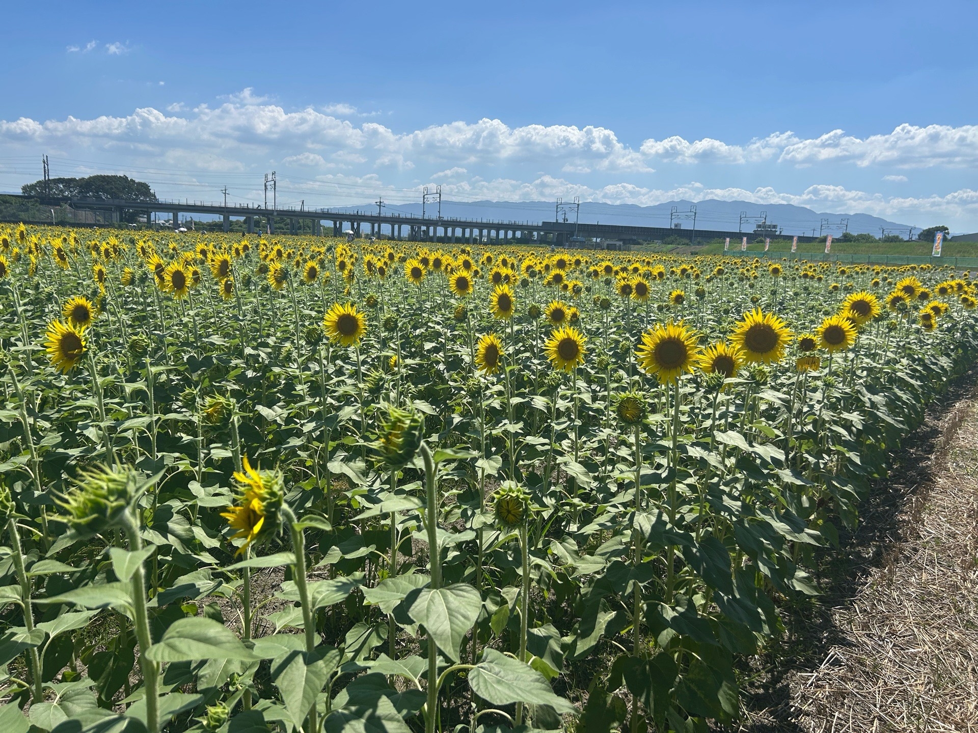 8月5日(水)ひまわり畑の様子