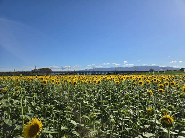 8月6日(木)ひまわり畑の様子
