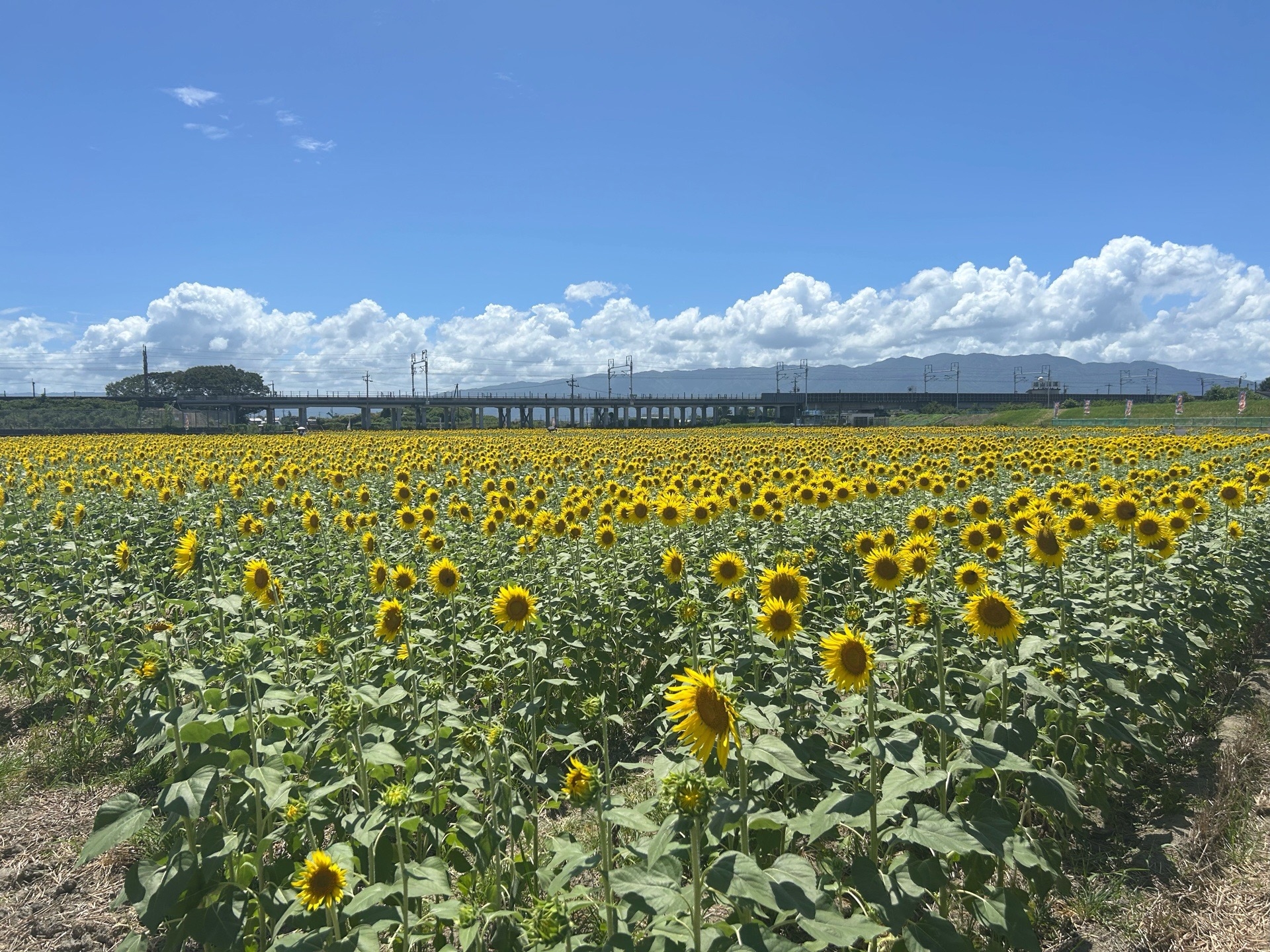 8月7日(金)ひまわり畑の様子