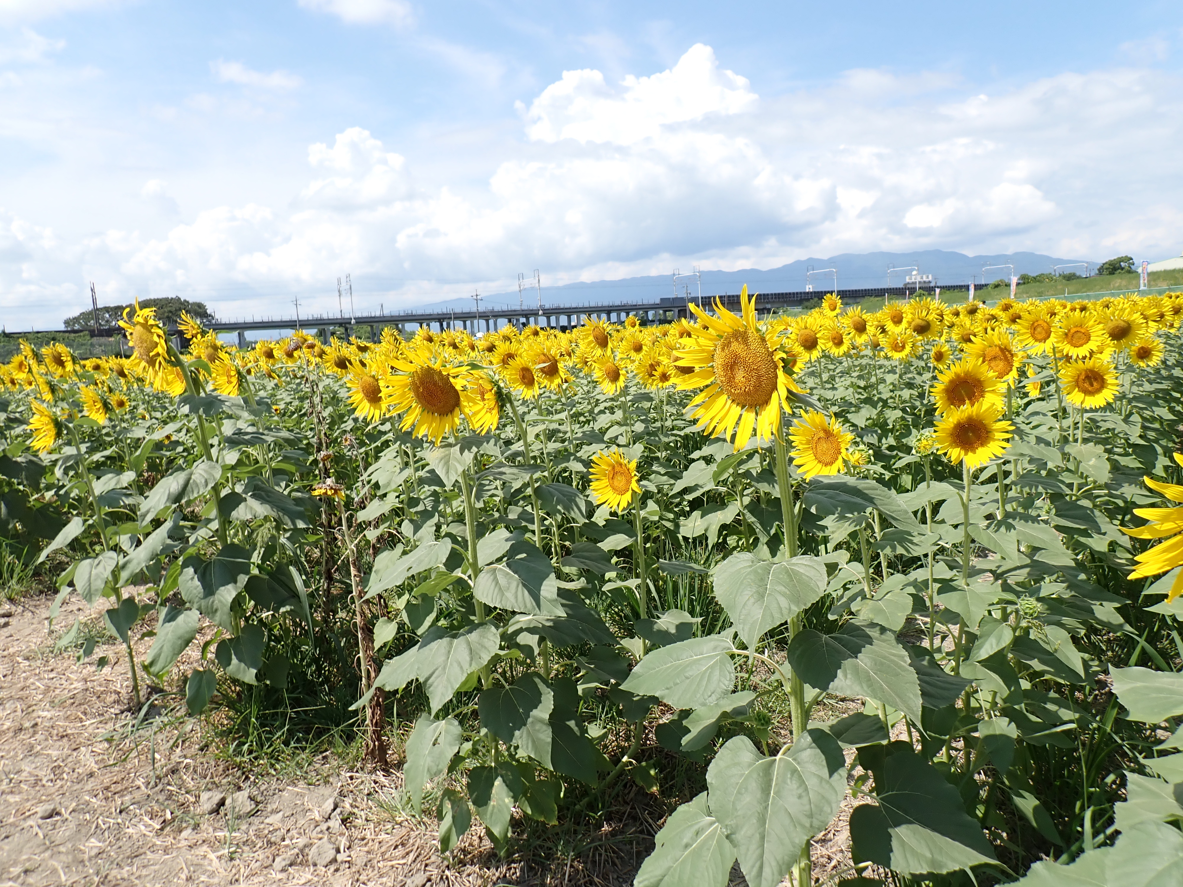 8月10日（月）ひまわり畑の様子