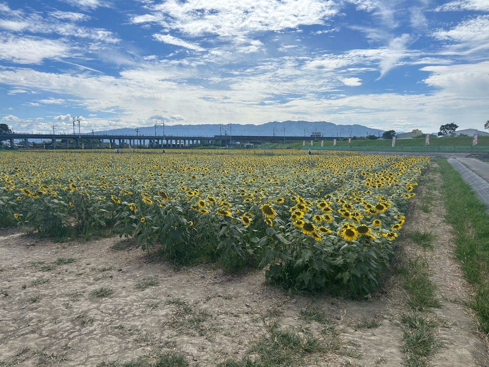 8月17日(月)ひまわり畑の様子