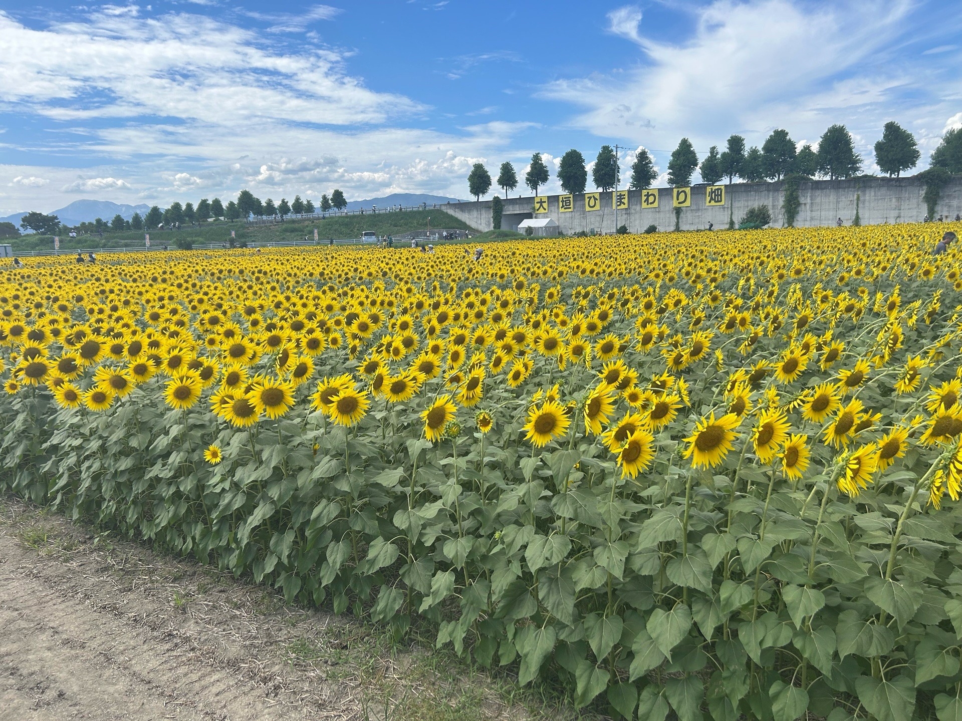 8月17日(月)ひまわり畑の様子