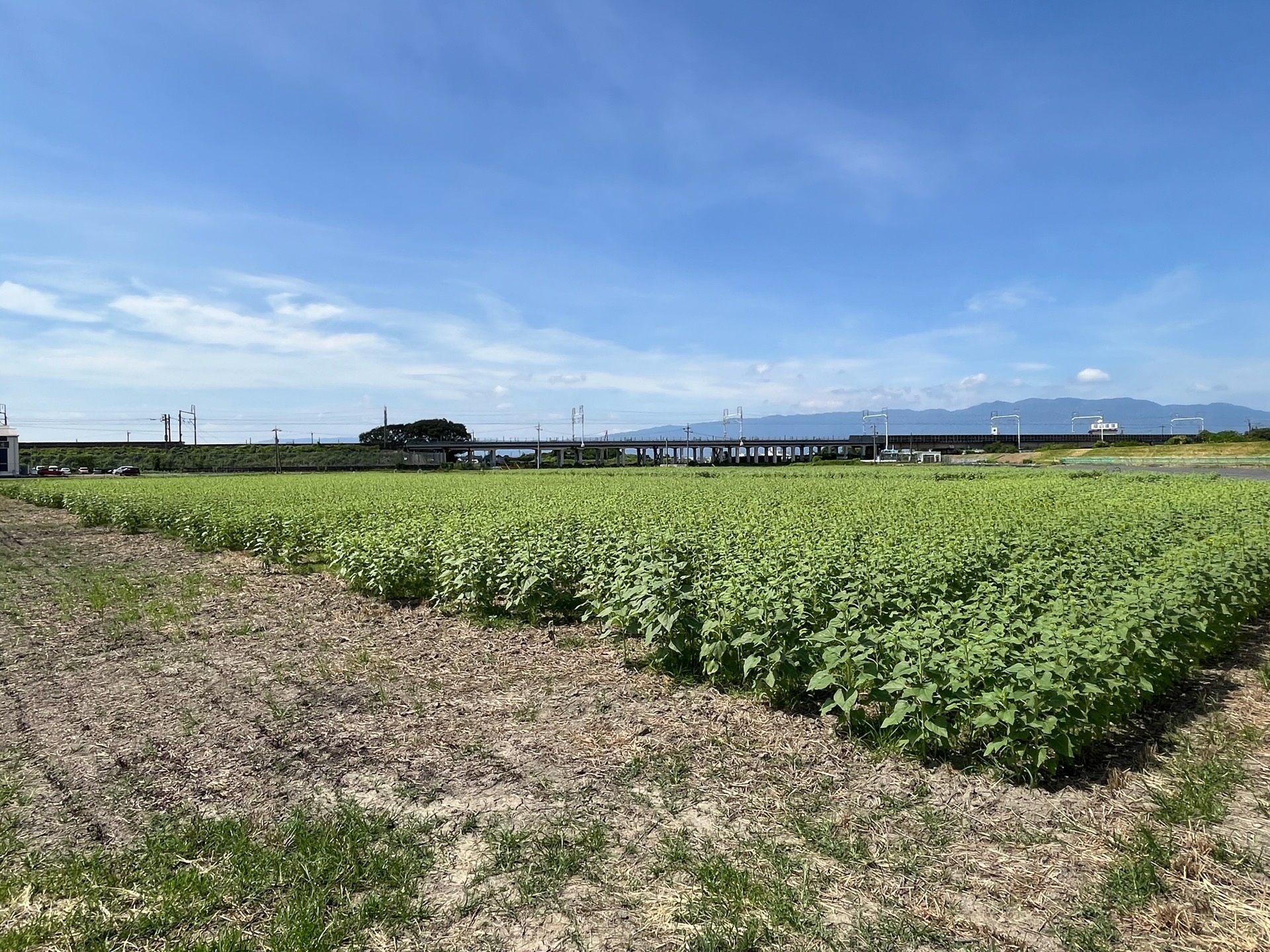 7月31日(金)ひまわり畑の様子
